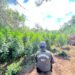 Histórico operativo antidrogas en Pemuco: incautan más de 19 mil plantas de cannabis y 308 kilos de marihuana.