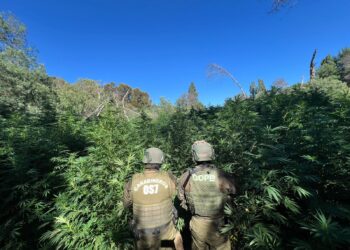 HALLAZGO DE CULTIVO ILEGAL DE CANNABIS SATIVA Y MARIHUANA ELABORADA EN PEMUCO.