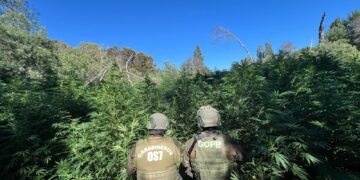 HALLAZGO DE CULTIVO ILEGAL DE CANNABIS SATIVA Y MARIHUANA ELABORADA EN PEMUCO.