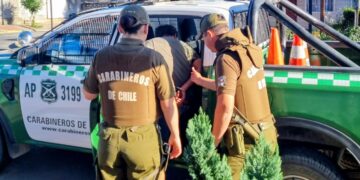 Hombre habría violado a la pareja de su hijo en Ñuble.