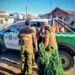 Hombre habría violado a la pareja de su hijo en Ñuble.
