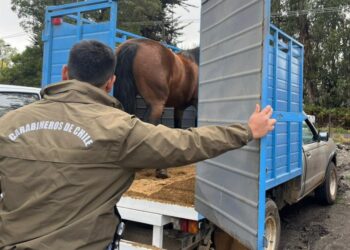 En camión traslada un caballo sin demostrar su procedencia .