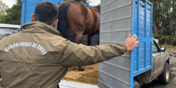 En camión traslada un caballo sin demostrar su procedencia .