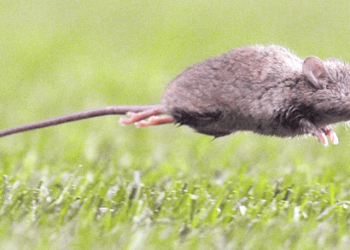 Seremi de Salud confirma cuarto caso de Hantavirus en Ñuble y refuerza llamado a reconocer conductas de riesgo.