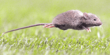 Seremi de Salud confirma cuarto caso de Hantavirus en Ñuble y refuerza llamado a reconocer conductas de riesgo.