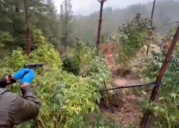 250 millones de pesos en droga: Carabineros del OS7 detuvo a 5 sujetos por tráfico y microtráfico en operativos simultáneos en Ñuble.