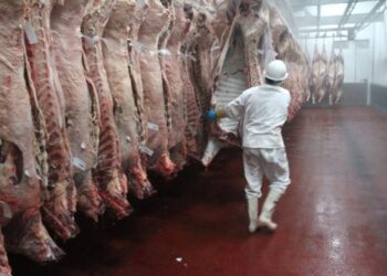 En la Región de Ñuble, la producción de carne en vara de ganado bovino presentó una disminución interanual de 11,2% en enero de 2026.