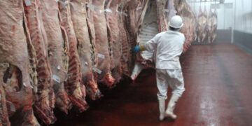 En la Región de Ñuble, la producción de carne en vara de ganado bovino presentó una disminución interanual de 11,2% en enero de 2026.