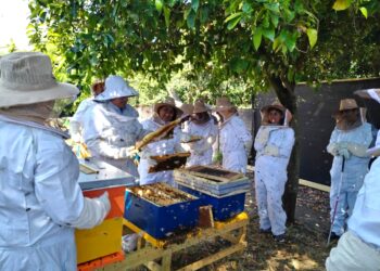 Sence promueve la producción apícola, con cursos ejecutados en tres comunas de Ñuble.