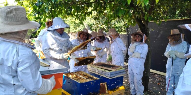 Sence promueve la producción apícola, con cursos ejecutados en tres comunas de Ñuble.