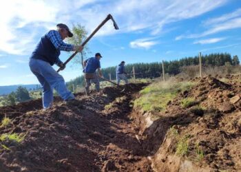 Abren convocatoria a cursos gratuitos para agricultores de la región de Ñuble.
