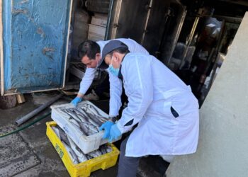 AHORA 🐟 Decomisan 727 kilos de productos del mar desde domicilio particular en Chillán.