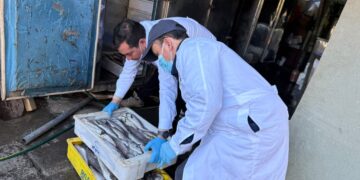 AHORA 🐟 Decomisan 727 kilos de productos del mar desde domicilio particular en Chillán.