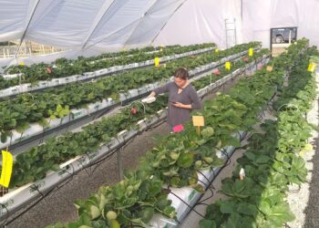 Advierten que lluvias y temperaturas cálidas de invierno y primavera impactarían huertos frutales del centro sur.