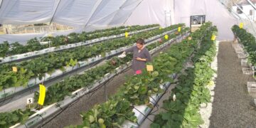 Advierten que lluvias y temperaturas cálidas de invierno y primavera impactarían huertos frutales del centro sur.