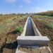 OBRAS DE RIEGO EN ÑUBLE BENEFICIARÁN A MÁS DE 115 AGRICULTORES Y MEJORARÁN LA SEGURIDAD HÍDRICA.