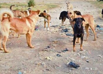 URGENTE EN CHILLÁN ⚫️ Fallece niña de 3 años atacada por varios perros.