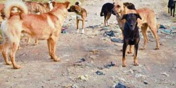 URGENTE EN CHILLÁN ⚫️ Fallece niña de 3 años atacada por varios perros.