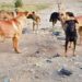 URGENTE EN CHILLÁN ⚫️ Fallece niña de 3 años atacada por varios perros.
