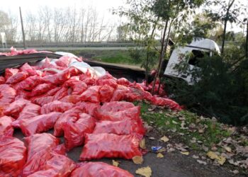 Camión cargado con zanahorias se volcó en la región de Ñuble.