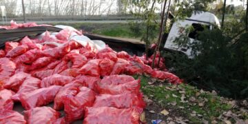 Camión cargado con zanahorias se volcó en la región de Ñuble.