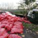 Camión cargado con zanahorias se volcó en la región de Ñuble.