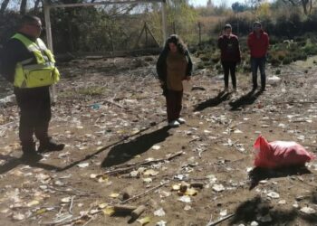Jauría de perros deja varios animales muertos en una comuna de Ñuble.