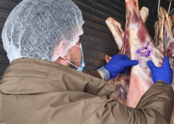AHORA 🐄 Incautan timbre falsificado utilizado para certificar ganado.