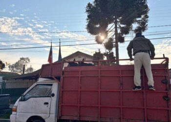 En Chillán Viejo 🐎 Sorprenden a individuo con caballar sin documentación.