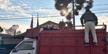 En Chillán Viejo 🐎 Sorprenden a individuo con caballar sin documentación.