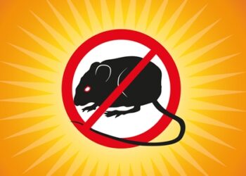 Nuevo caso de virus hanta con resultado de muerte en Ñuble.