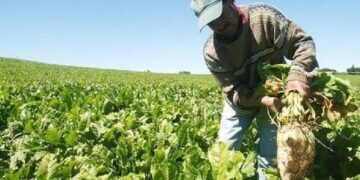 MINISTERIO DE AGRICULTURA SOSTUVO REUNIÓN CLAVE PARA PRESENTAR ALTERNATIVAS PRODUCTIVAS A AGRICULTORES REMOLACHEROS.