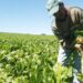 MINISTERIO DE AGRICULTURA SOSTUVO REUNIÓN CLAVE PARA PRESENTAR ALTERNATIVAS PRODUCTIVAS A AGRICULTORES REMOLACHEROS.