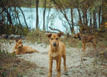En San Nicolás buscan soluciones ante graves ataques de perros asilvestrados a aves y ganado ovino.