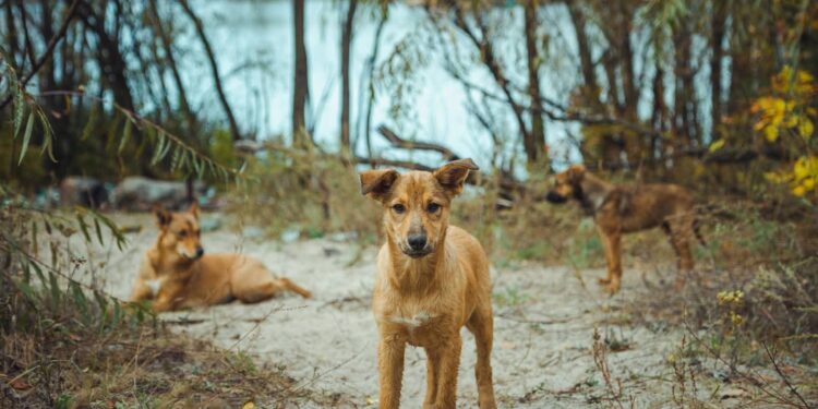 En San Nicolás buscan soluciones ante graves ataques de perros asilvestrados a aves y ganado ovino.