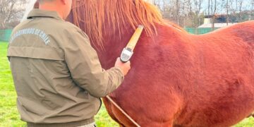 Detienen a sujeto que comercializaba equino sin documentación en las afueras del recinto ganadero de Bulnes.