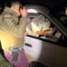 San Carlos: Patrulla de Investigación Táctica Rural refuerza controles nocturnos para prevenir el abigeato en sectores rurales.