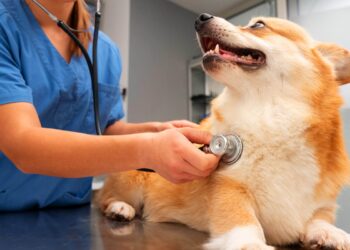 Mejorar la atención entre la veterinaria municipal y la comunidad es una prioridad.