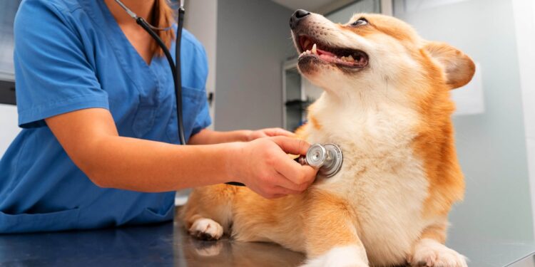 Mejorar la atención entre la veterinaria municipal y la comunidad es una prioridad.