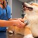 Mejorar la atención entre la veterinaria municipal y la comunidad es una prioridad.