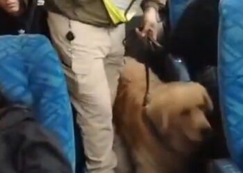 Un can detectó droga a pasajero arriba de un Bus.
