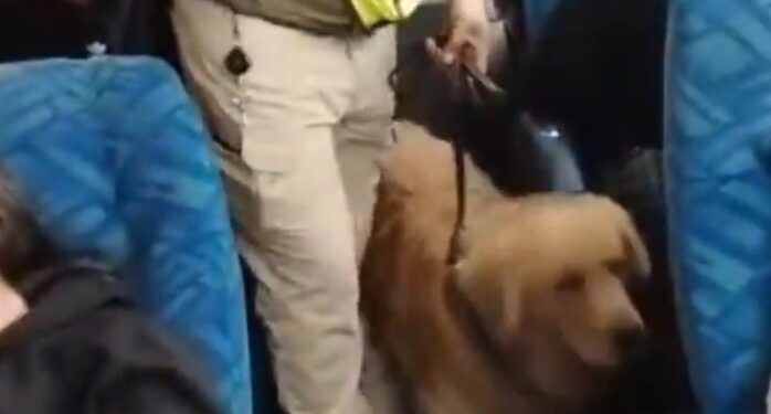 Un can detectó droga a pasajero arriba de un Bus.