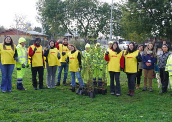 Programa Quiero Mi Barrio impulsa recuperación de áreas verdes con más de 300 árboles en Rucapequén.