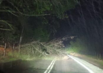 ÚLTIMO MINUTO por FRENTE DE MAL TIEMPO ☔️ CAÍDA DE ÁRBOL 🌳 EN ÑUBLE.