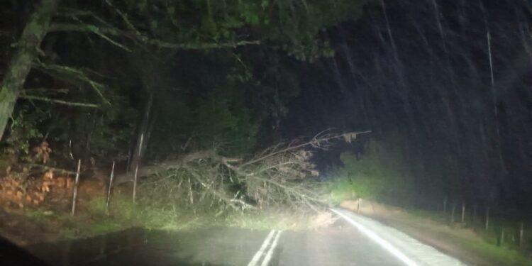 ÚLTIMO MINUTO por FRENTE DE MAL TIEMPO ☔️ CAÍDA DE ÁRBOL 🌳 EN ÑUBLE.