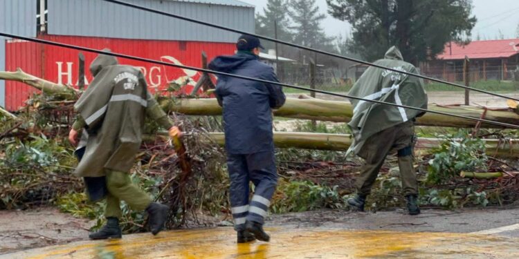 TEMPORAL EN ÑUBLE 🌧 Ruta N-40 permanece cortada por caída de árboles en Quirihue