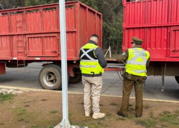 Carabineros detecta traslado irregular de ganado y detiene a un hombre por abigeato en San Nicolás.