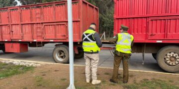 Carabineros detecta traslado irregular de ganado y detiene a un hombre por abigeato en San Nicolás.