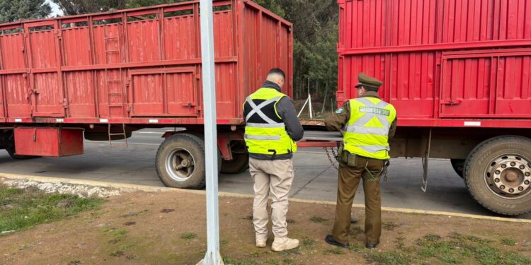 Carabineros detecta traslado irregular de ganado y detiene a un hombre por abigeato en San Nicolás.