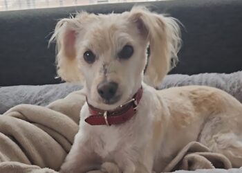 🐩En estos días de lluvia, protege a tu mascota: ellos también necesitan un hogar cálido ❤️☔